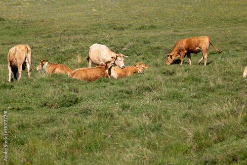 cows in the field
