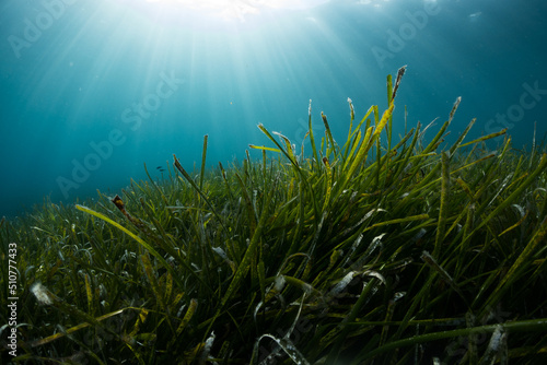 The green seagrass as a important element of sea ecosystems in late afternoon light. © Michal