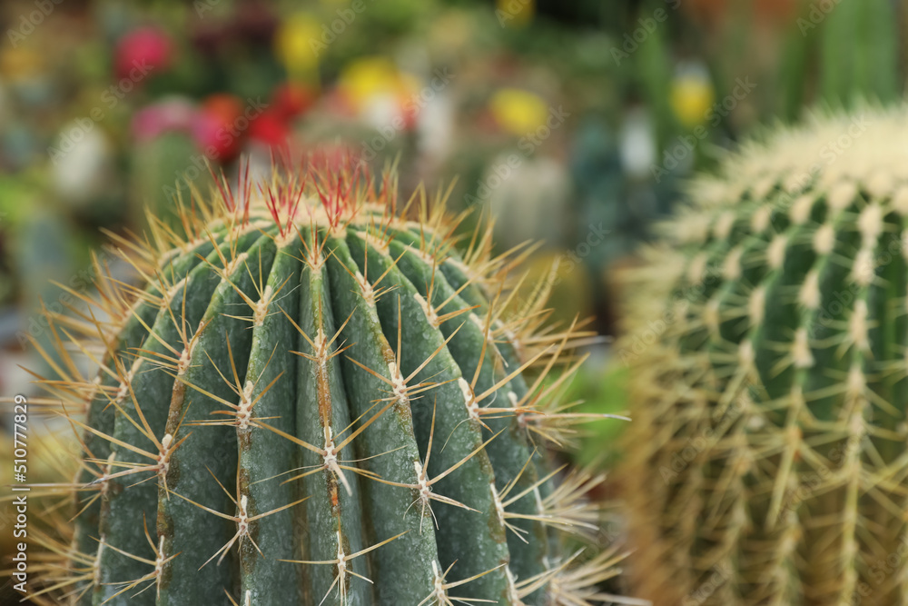 Closeup view of beautiful cactus on blurred background Closeup view of beautiful cactus on blurred background