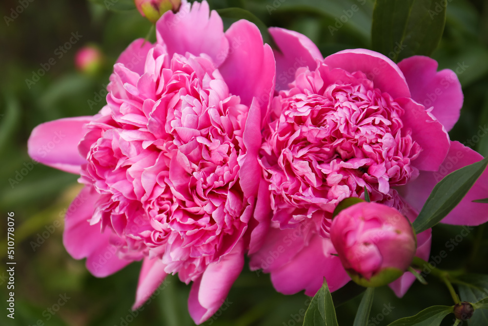 Obraz premium Beautiful blooming pink peonies outdoors, closeup view