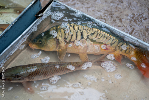 Rui and carp fish inside the water in a container