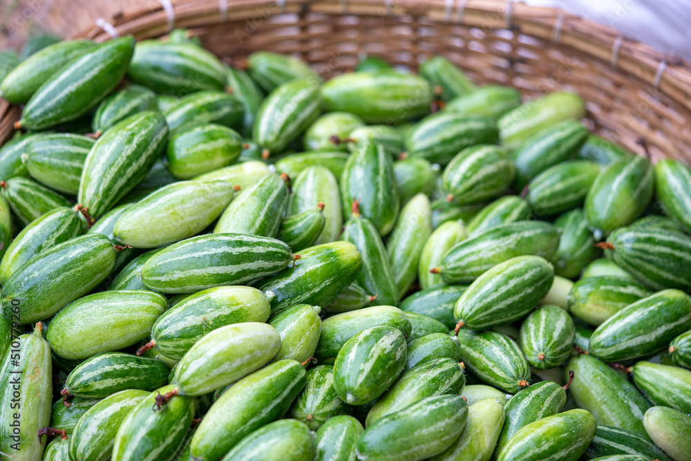 These are raw pointed gourd. Potol vegetable is a vine plant These are raw pointed gourd. Potol vegetable is a vine plant