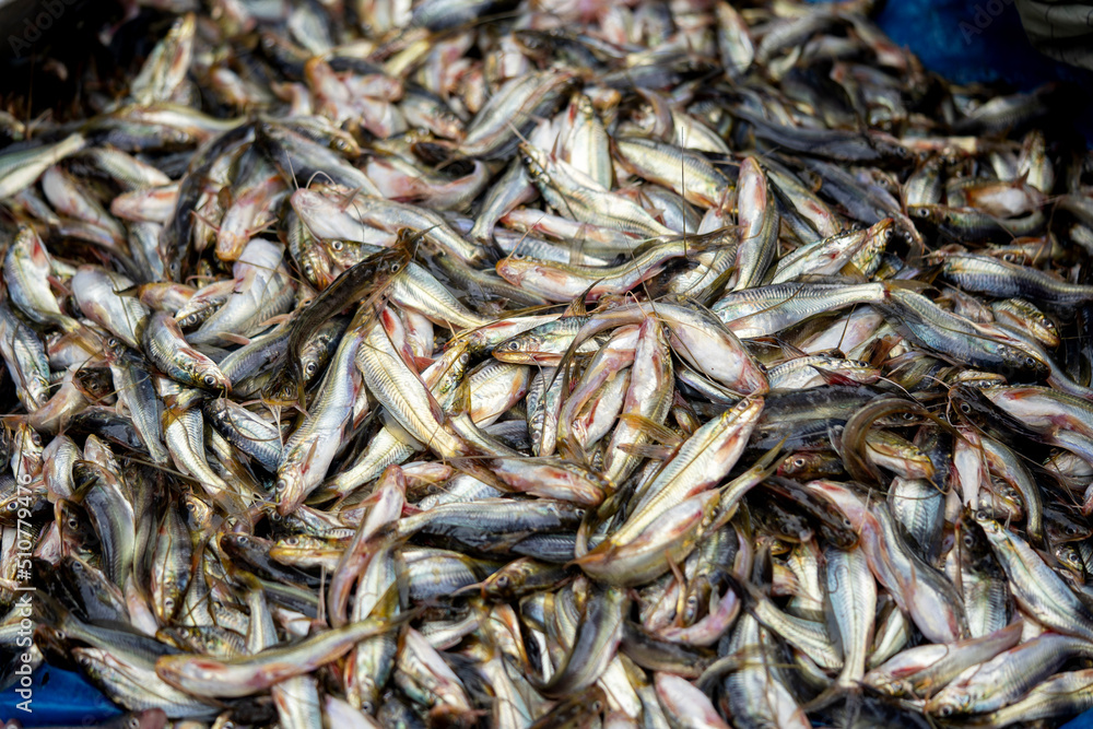 Tengra fish of Bangladeshi Bazar Tengra fish of Bangladeshi Bazar