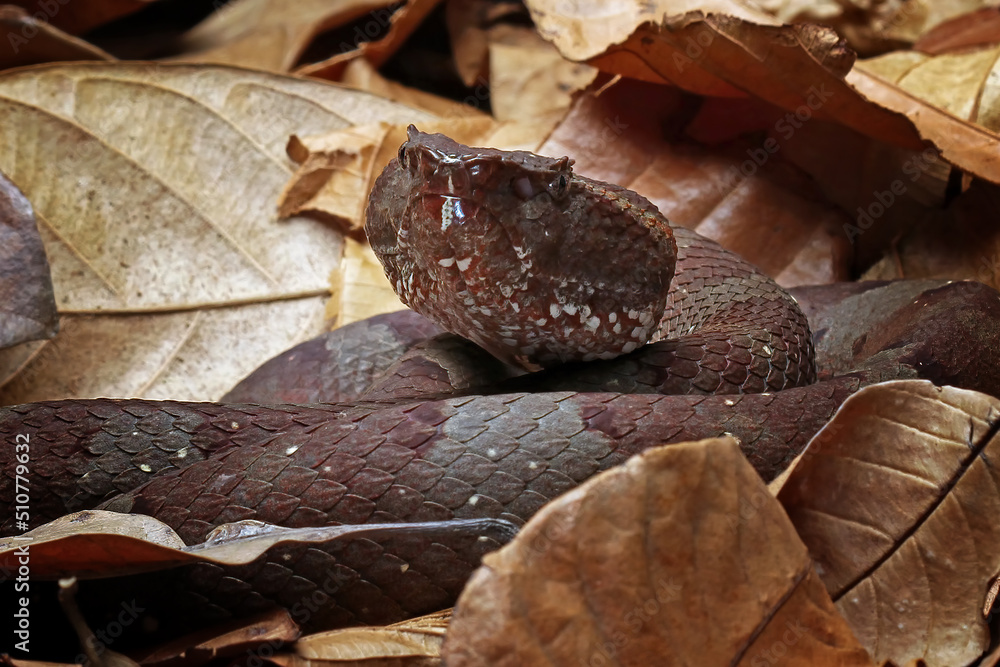 Trimeresurus puniceus snake on dry leaves Trimeresurus puniceus snake on dry leaves
