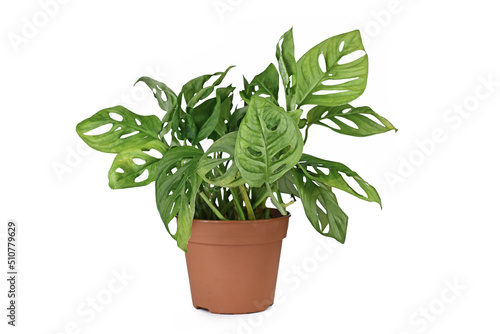 Tropical  Monstera Adansonii  houseplant in flower pot on white background