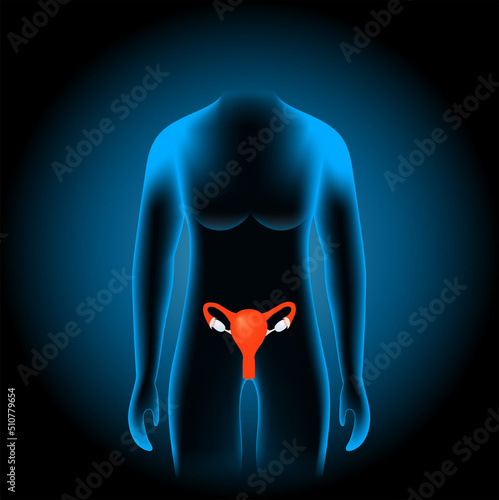 Female reproductive system