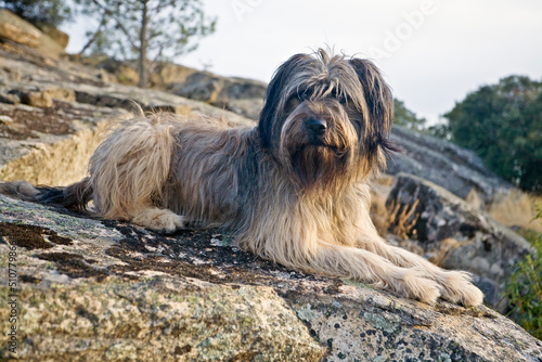 Photos Perro pastor catalan