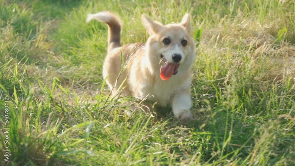 Little corgi puppy is walking. Sunny day. Walk with the dog. Pets Little corgi puppy is walking. Sunny day. Walk with the dog. Pets