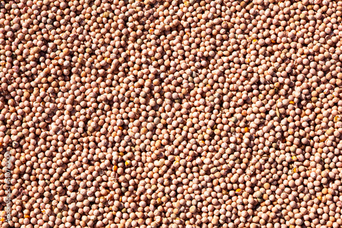 Pea seeds treated with plant protection.