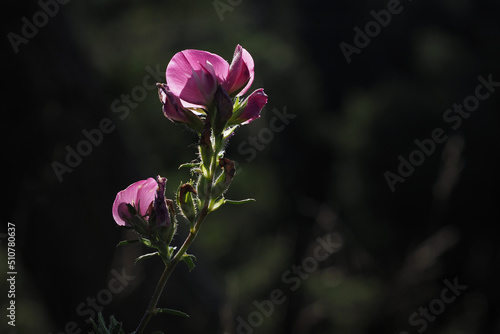 Dorniger Hauhechel, Blüte, Schwäbische Alb photo