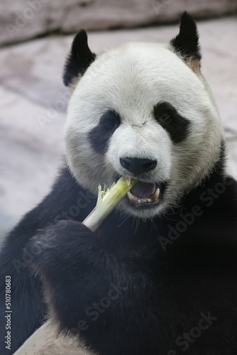 Fototapeta Naklejka Na Ścianę i Meble -  Giant panda bear ( Ailuropoda melanoleuca) eating bamboo