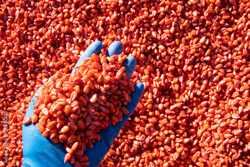 Obraz na plátně Corn seeds etched with an antifungal drug, seed protection.