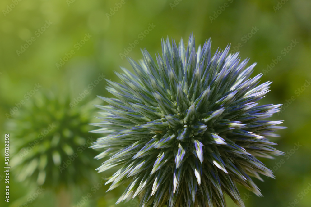 Close-up of the beautiful green flowers in the park in the spring. Close-up of the beautiful green flowers in the park in the spring.