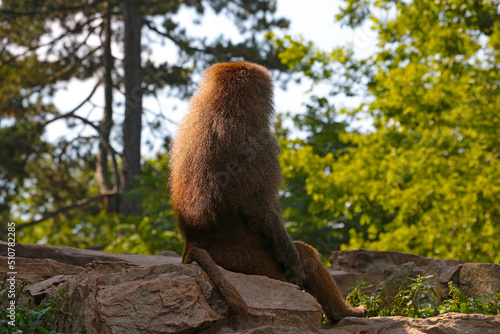 A baboon sits on a rock in the park. photo