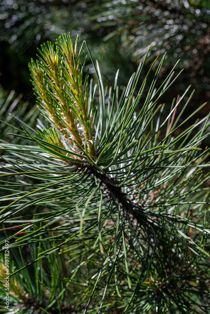 Pine tree brunch with young green sprouts. Close up. Perfect for bacground. Pine tree brunch with young green sprouts. Close up. Perfect for bacground.