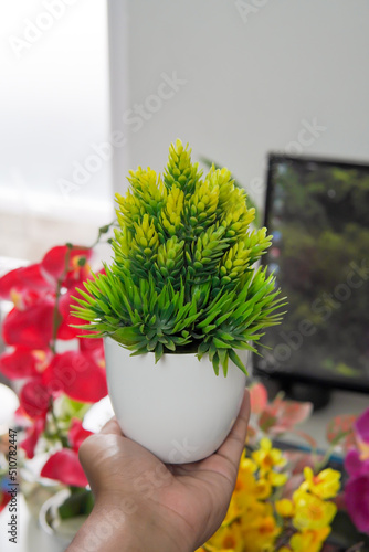 plant in a pot