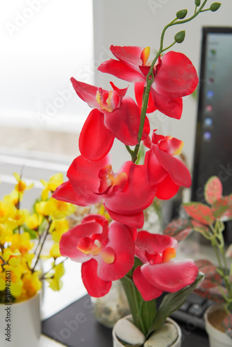 red orchid in a vase