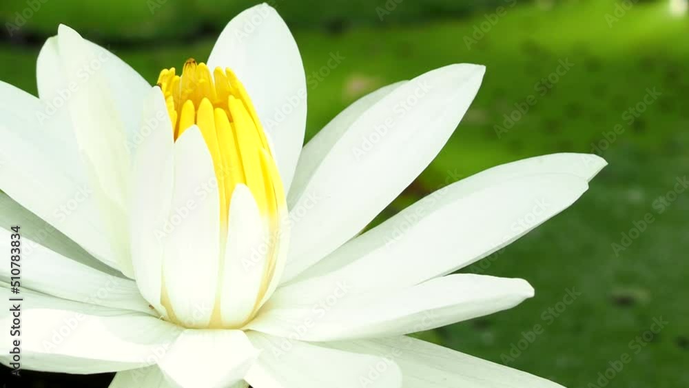White lotus in pond , outdoor Chiangmai Thailand White lotus in pond , outdoor Chiangmai Thailand
