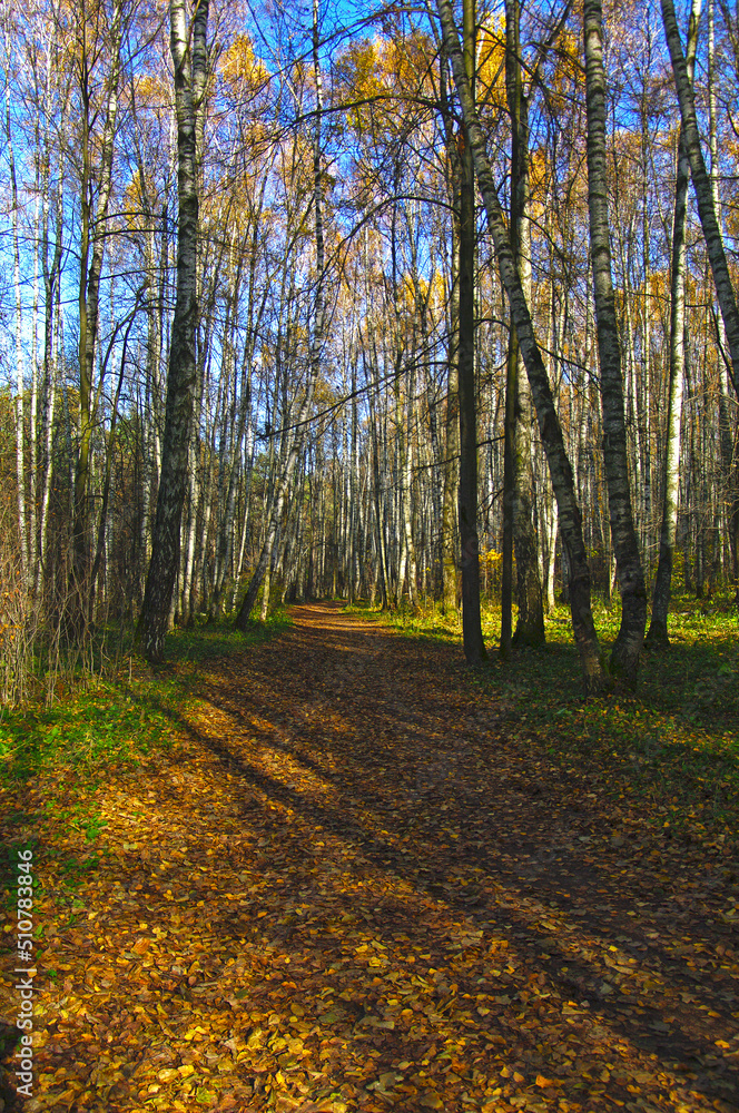 Fototapeta premium Spots of light and shadow on a leaf-strewn forest path.