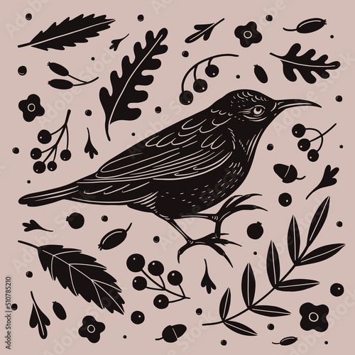 Foto Engraving impression of black starling