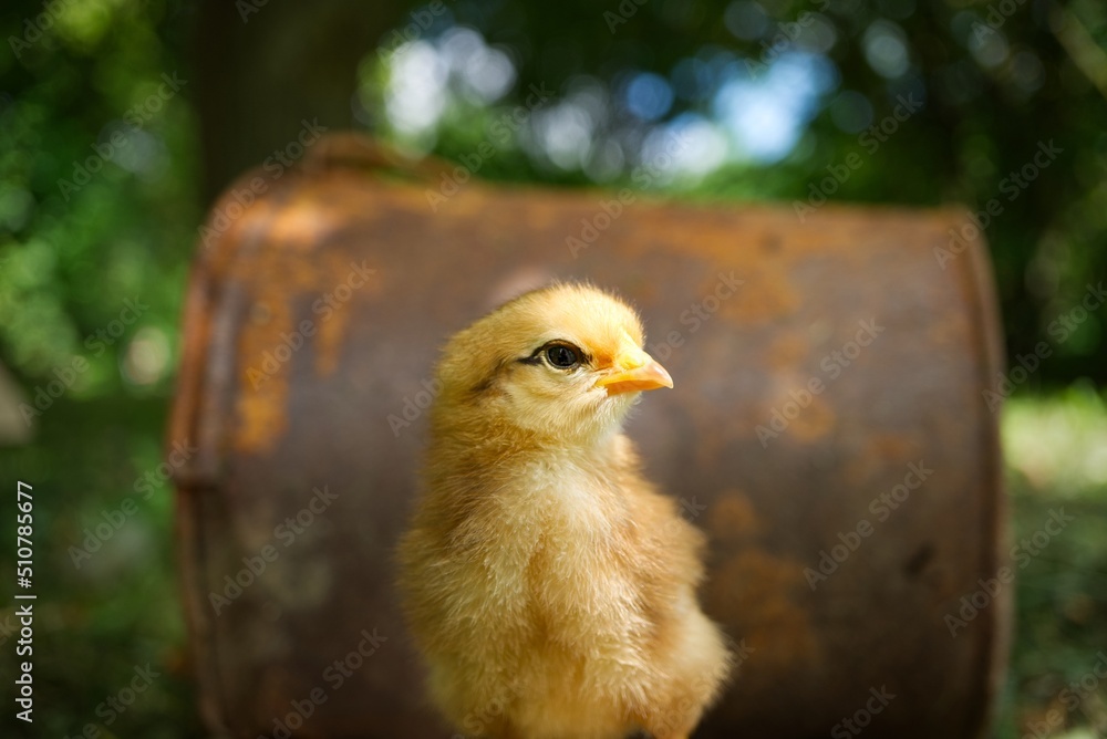 Obraz premium Cute young chick viewed at ground level in greenery