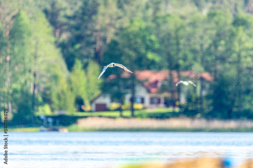 mewa lecąca nad jeziorem