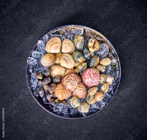 assorted clams with shellfish on black background © the_lightwriter