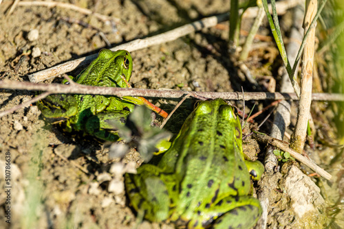 dwie zielone żaby