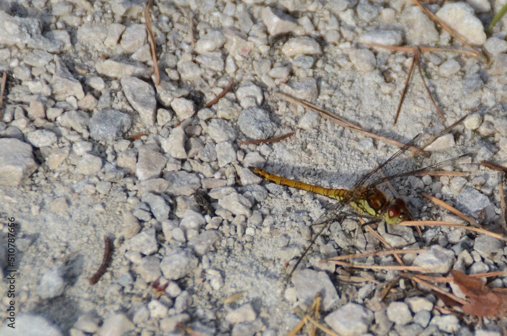 close up of an dragonfly on the ground close up of an dragonfly on the ground