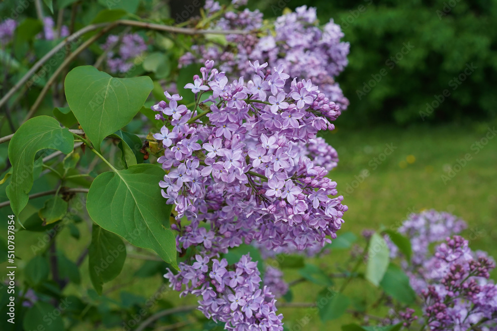 Obraz premium Lilac and light purple flowers on a blooming syringa branch.