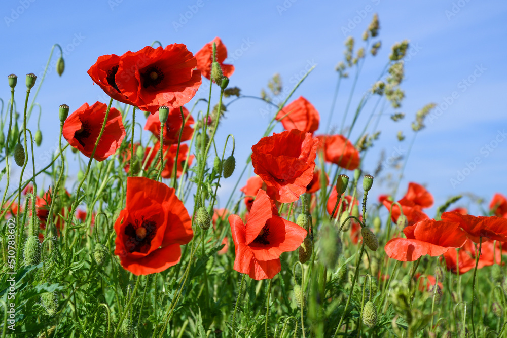 poppies field with red flowers. poppies field with red flowers.