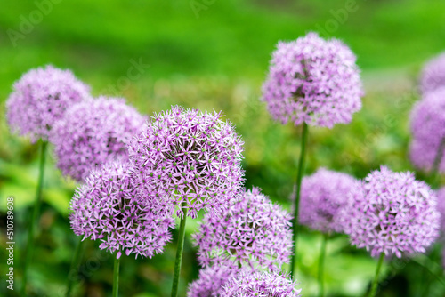 Purple allium flowers on the field close-up. Blooming decorative giant onions on the lawn in the park