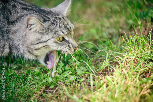 Domestic cat vomit on grass