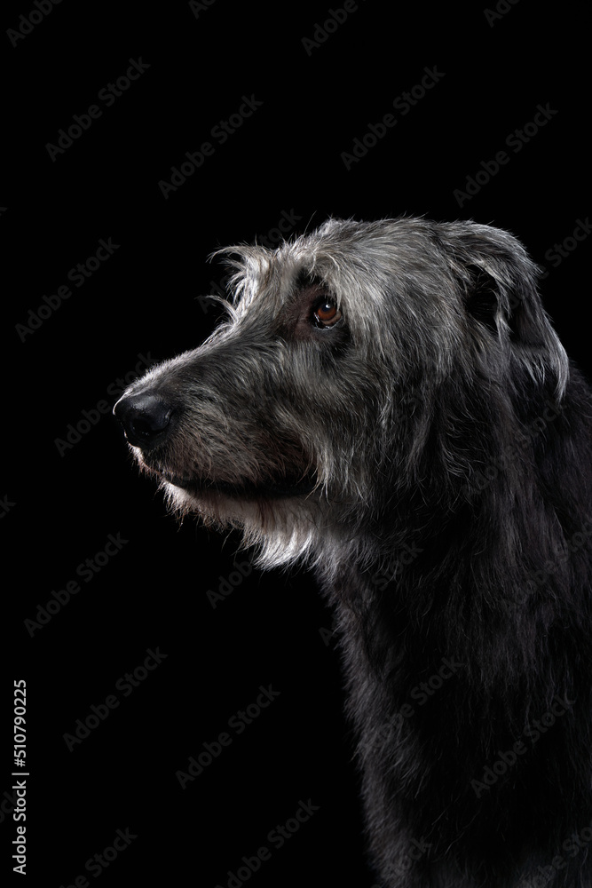 Charming Irish wolfhound on a black background. Dog in backlit studio Charming Irish wolfhound on a black background. Dog in backlit studio