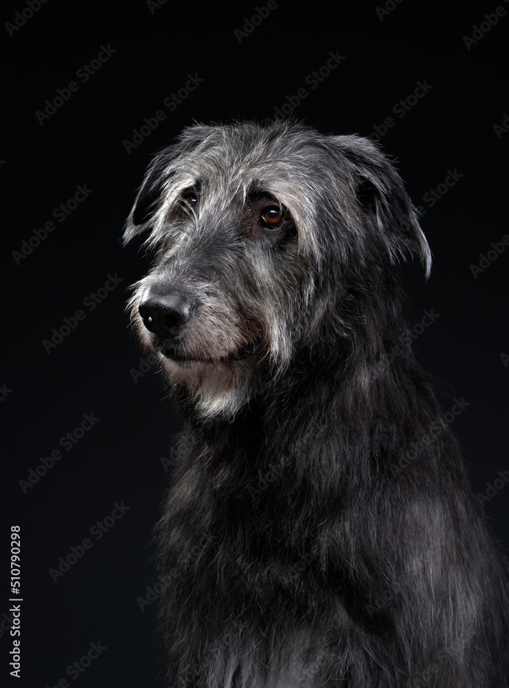 Charming Irish wolfhound on a black background. Dog in backlit studio