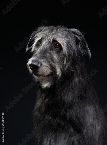 Charming Irish wolfhound on a black background. Dog in backlit studio