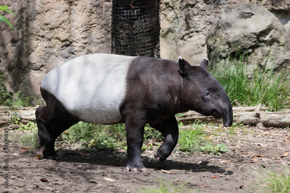 Fototapeta premium バク