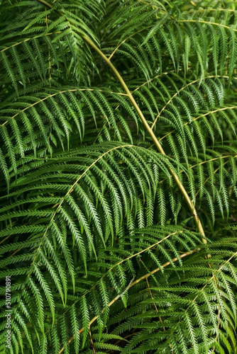 Giant green fern branch background
