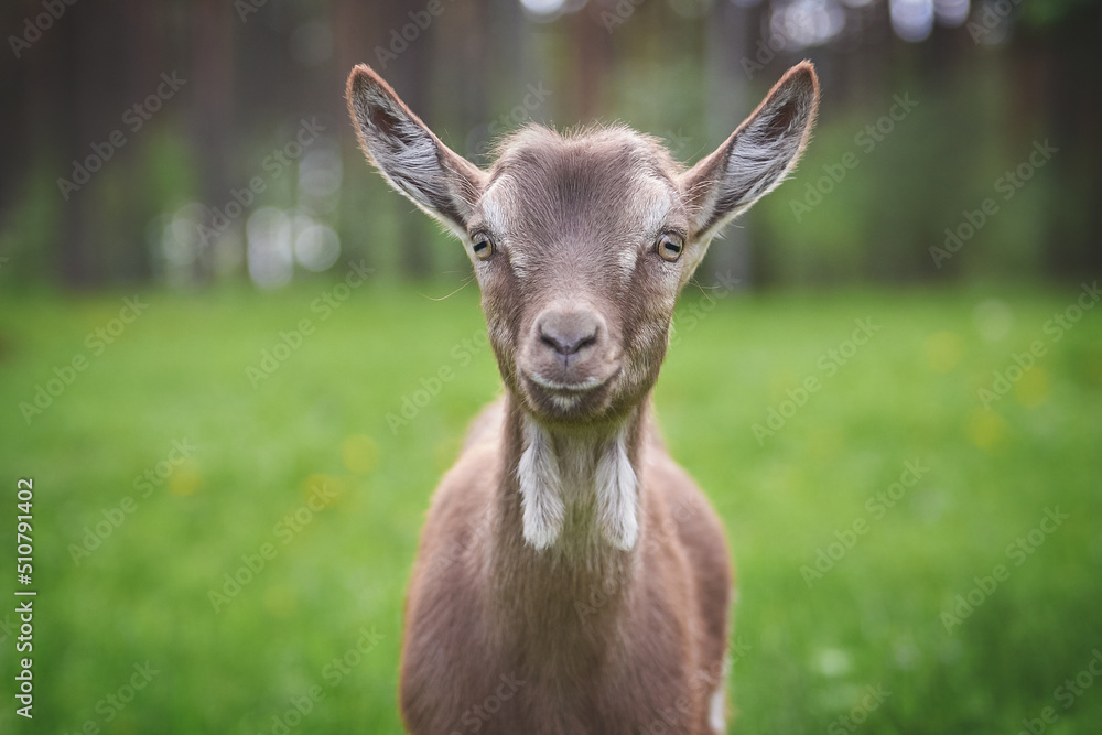 Portrait of a little goat in the forest