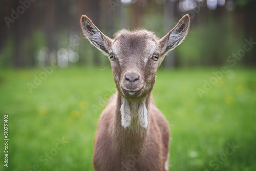 Obraz na płótnie Portrait of a little goat in the forest w salonie