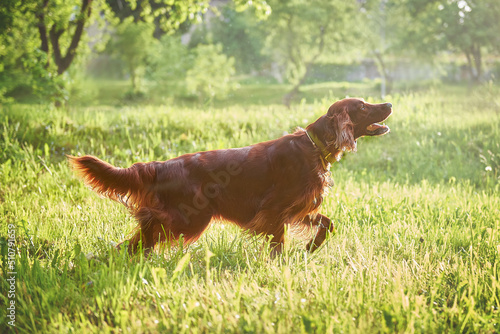 Obraz na płótnie Red Irish Setter dog in a hunting stance at sunset w salonie