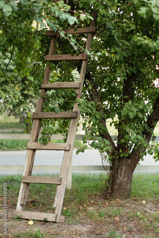 Garden ladder leaning against apples tree, preparations for harvest season. Pruning gardening high green plants in garden. Concept home garden. Rustic wooden ladder at orchard. Gardening concept Garden ladder leaning against apples tree, preparations for harvest season. Pruning gardening high green plants in garden. Concept home garden. Rustic wooden ladder at orchard. Gardening concept