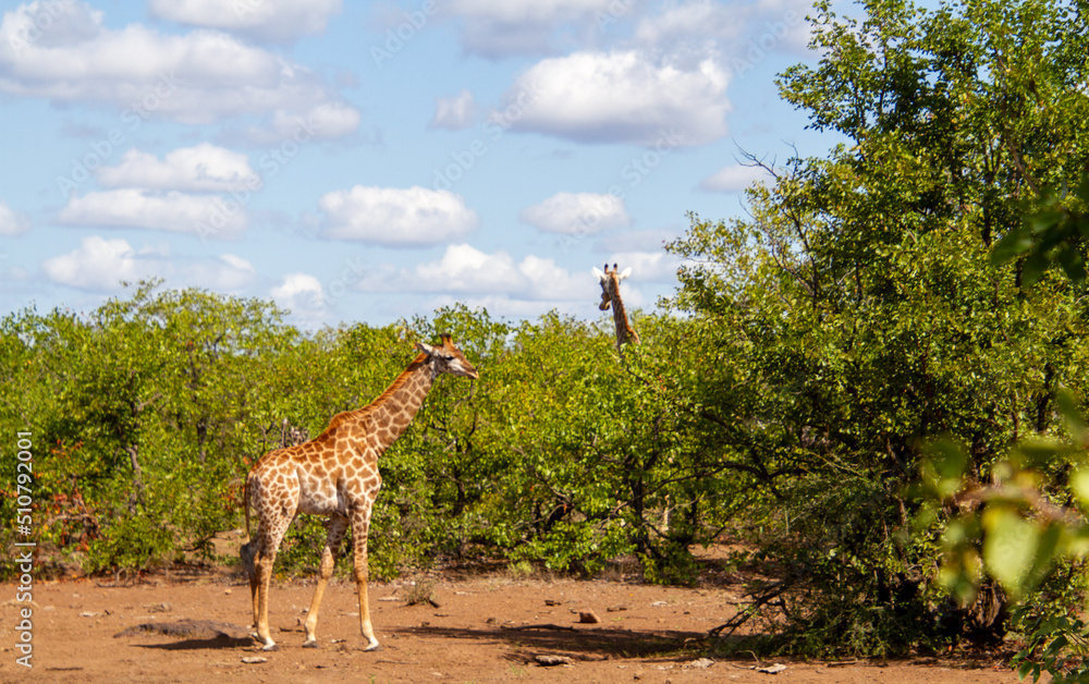 Obraz premium Juvenile at a waterhole in the Kruger Park
