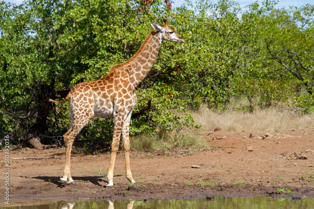 Juvenile at a waterhole in the Kruger Park Juvenile at a waterhole in the Kruger Park