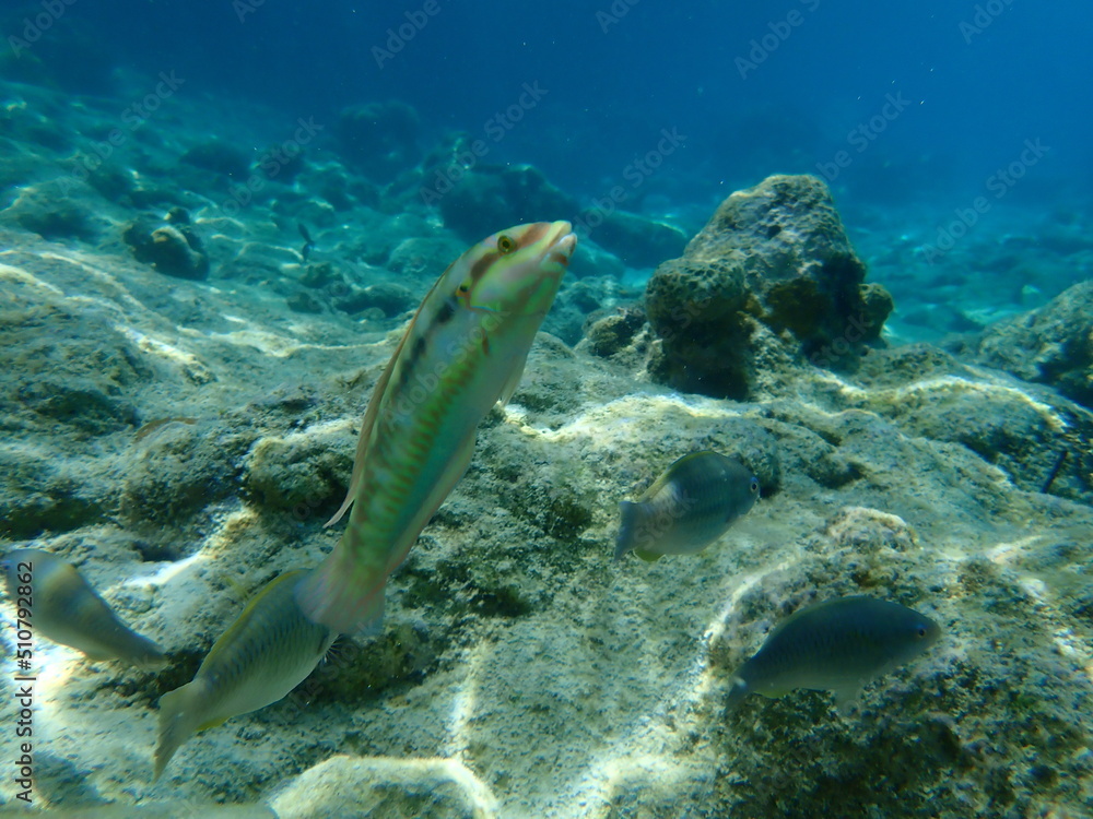 Obraz premium Slippery dick (Halichoeres bivittatus) undersea, Caribbean Sea, Cuba, Playa Cueva de los peces