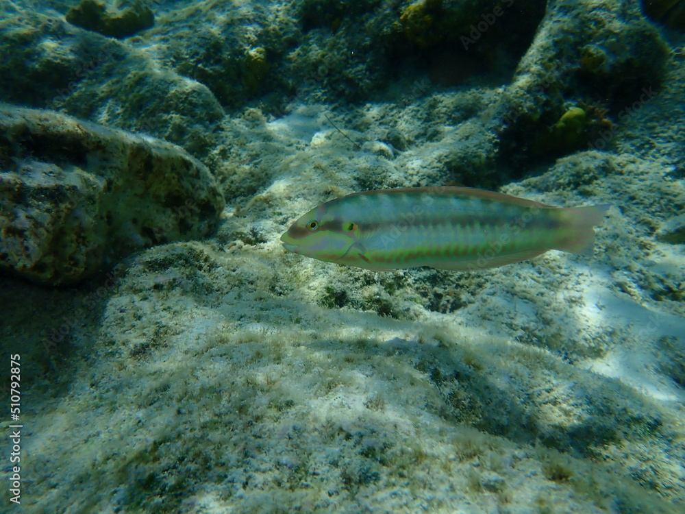 Fototapeta premium Slippery dick (Halichoeres bivittatus) undersea, Caribbean Sea, Cuba, Playa Cueva de los peces