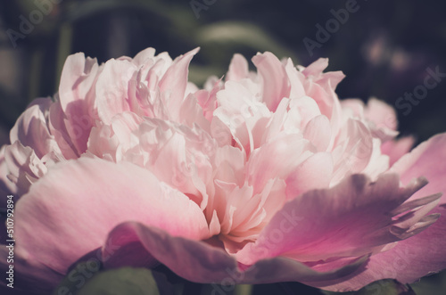 Beautiful pink peony flower close up. Spring floral card
