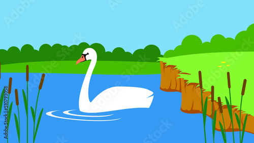 The swan swims near the shore of the lake near the reeds