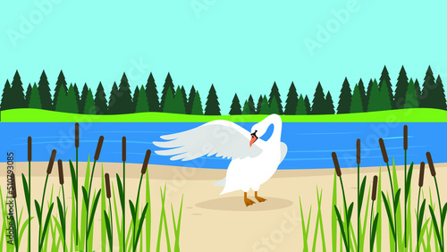 The swan cleans its wings on the shore of the lake