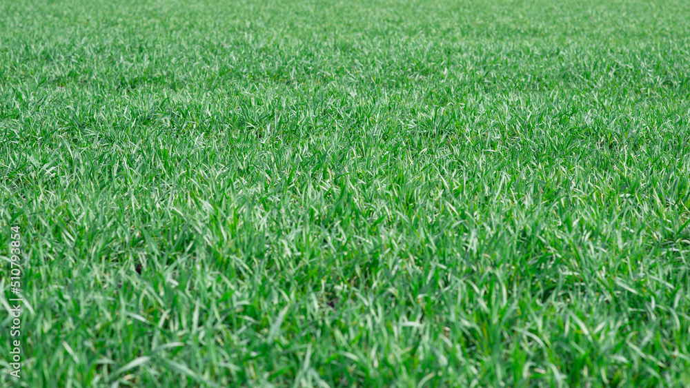Green field as a background. Green grass in spring isolated on a white background. Green field as a background. Green grass in spring isolated on a white background.